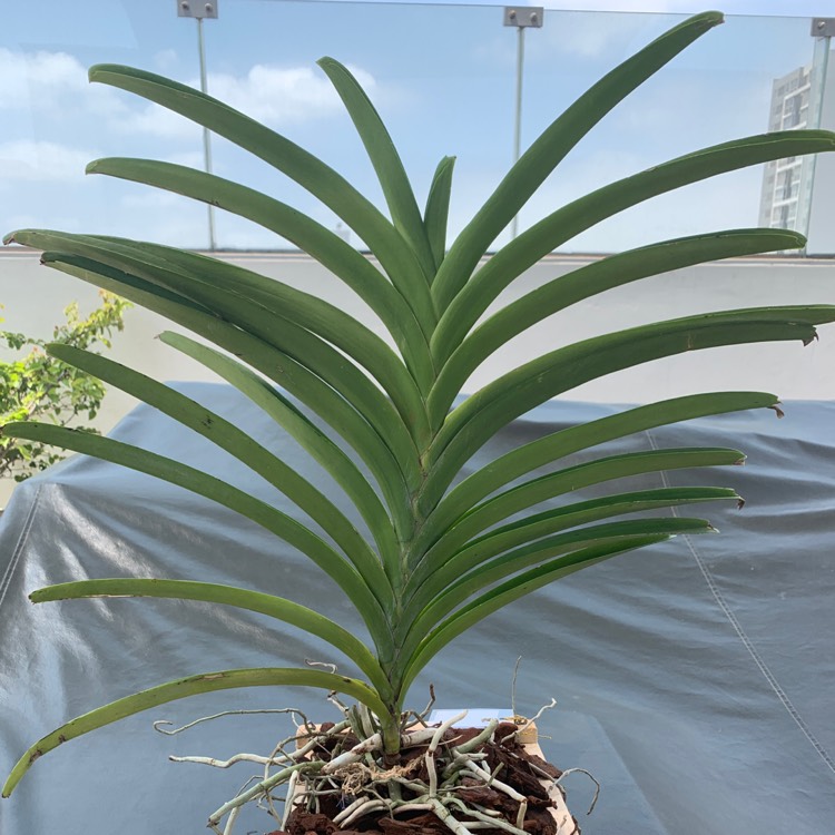 Plant image Vanda