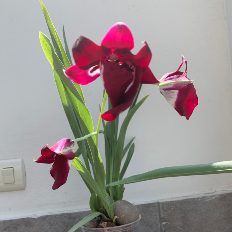 plant image 1217772