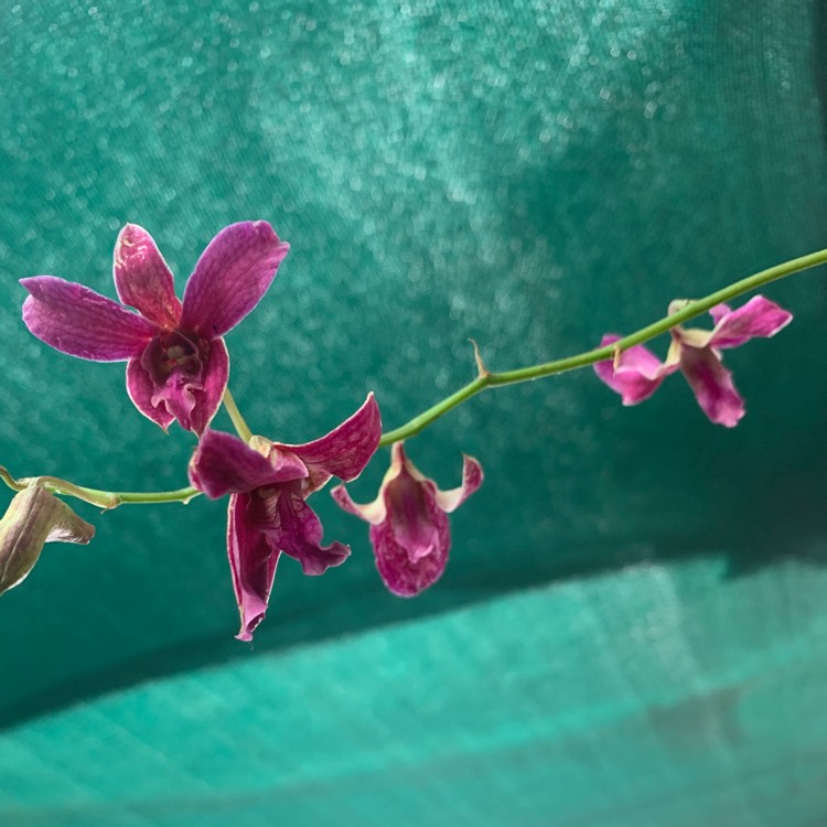 Plant image Dendrobium anosmum syn. Dendrobium superbum