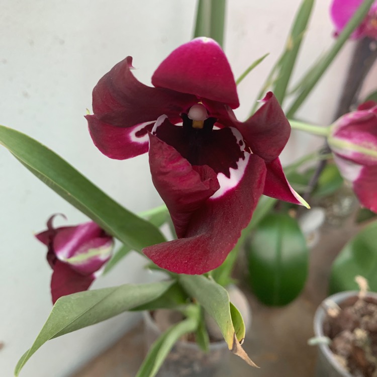 Plant image Miltoniopsis 'Red Tide'