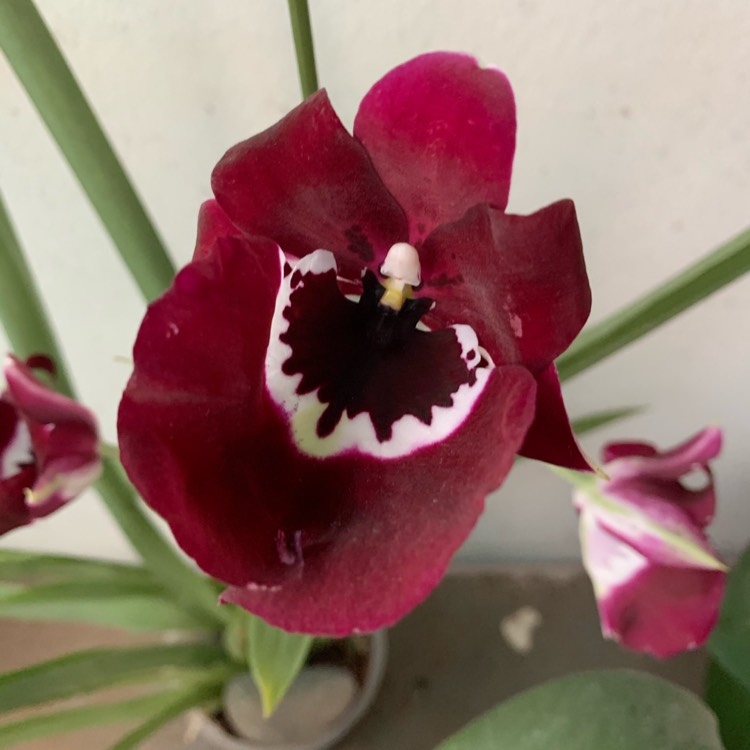 plant image 1223654