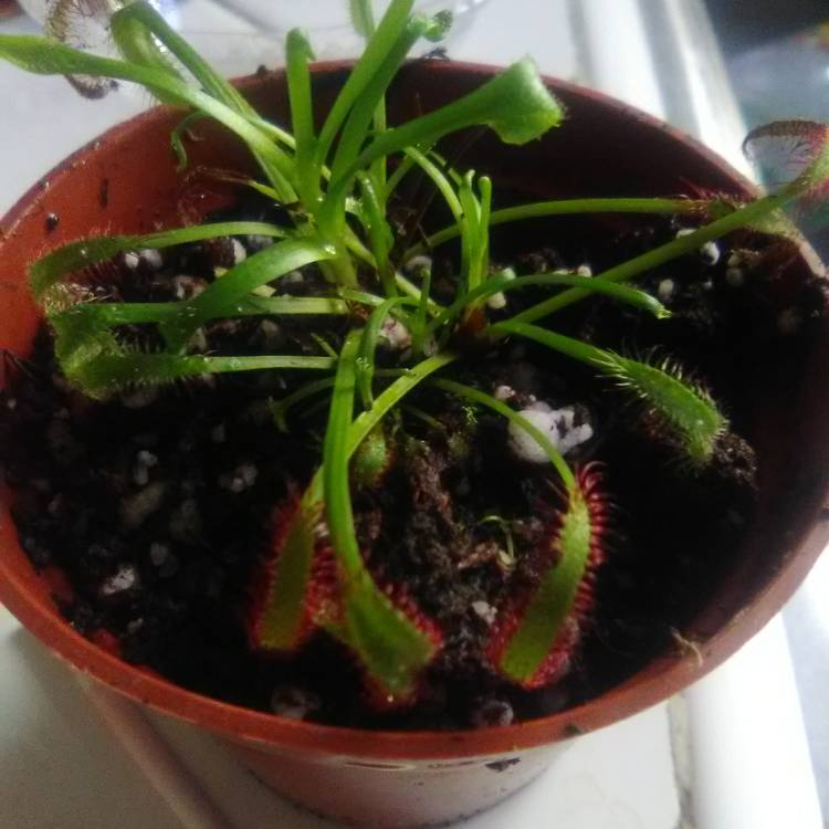 Plant image Drosera Aliciae