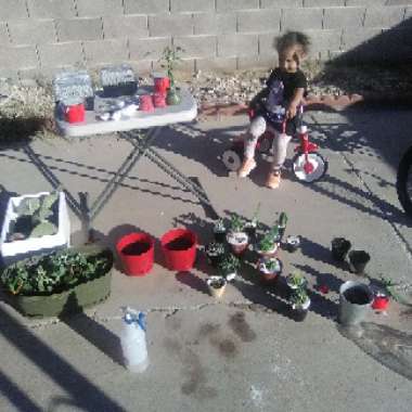 Juana's garden