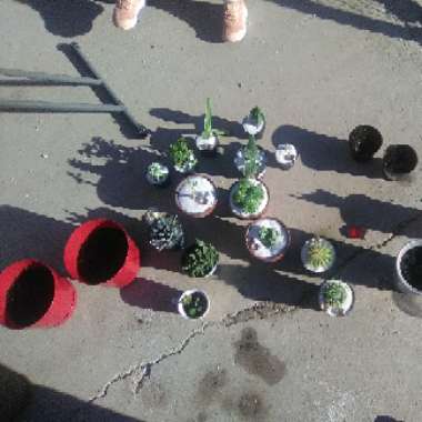 Juana's garden