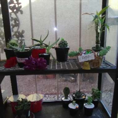 Juana's garden