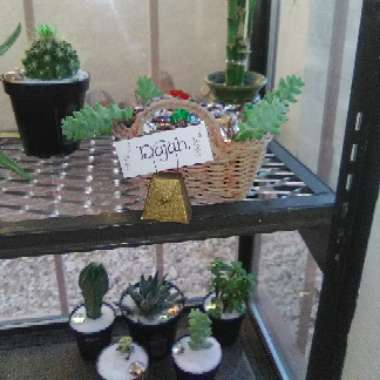 Juana's garden