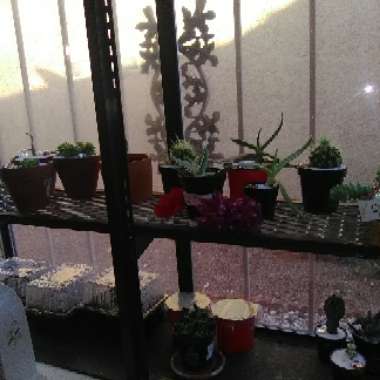 Juana's garden