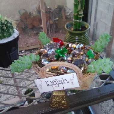 Juana's garden