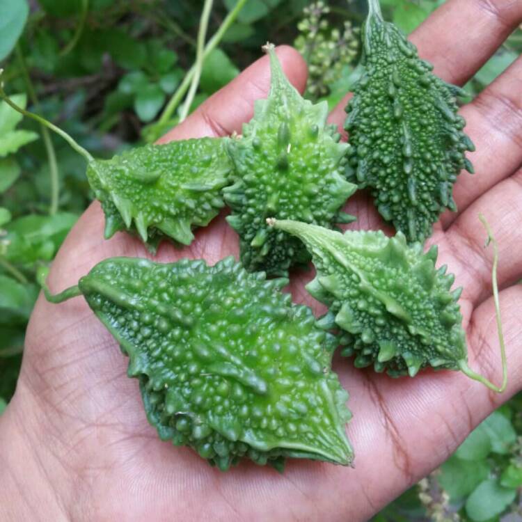 Plant image Momordica Charantia,