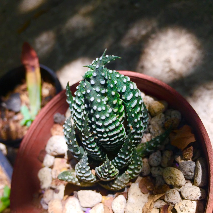 Plant image Haworthia Coarctata