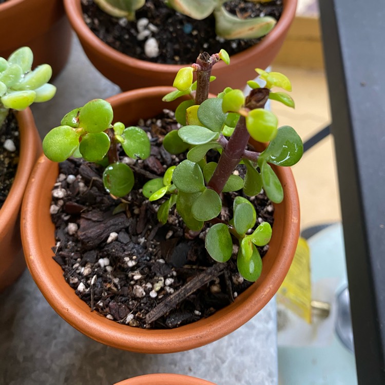 Plant image Portulacaria Afra Aurea