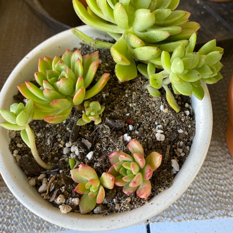 plant image 1344377