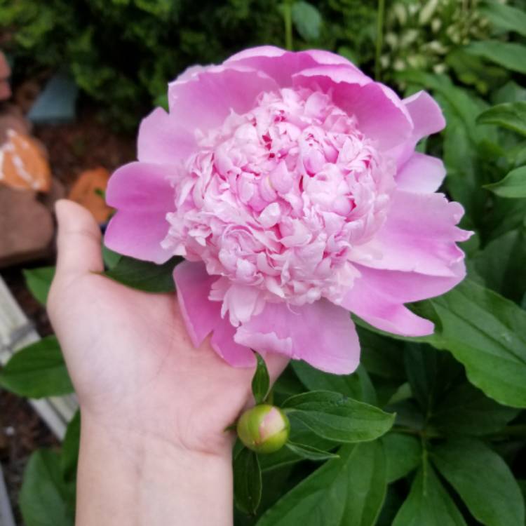 Plant image Paeonia lactiflora 'Sorbet'
