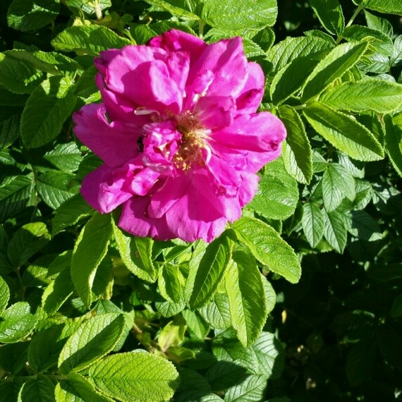 Plant image Rosa rugosa 'Typica'