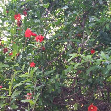 Diane's garden