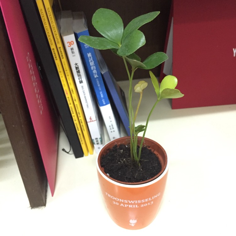 plant image 604195