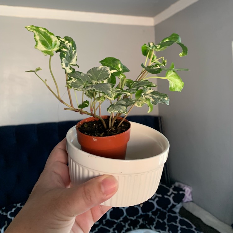 plant image 1155143