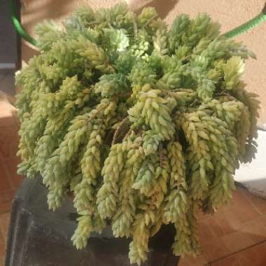 Sedum Morganianum