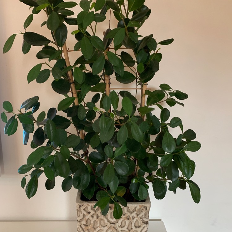 Plant image Ficus deltoidea syn. Ficus ovoidea, Ficus diversifolia