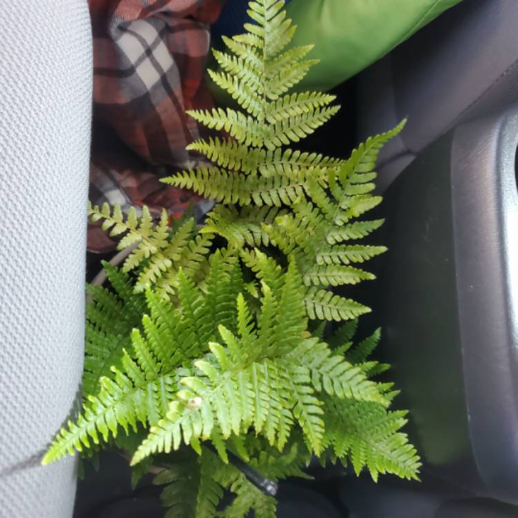 Plant image Dryopteris erythrosora 'Brilliance'