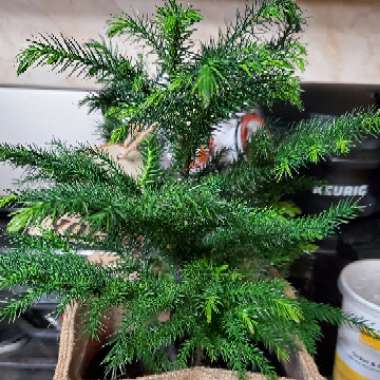 Araucaria heterophylla