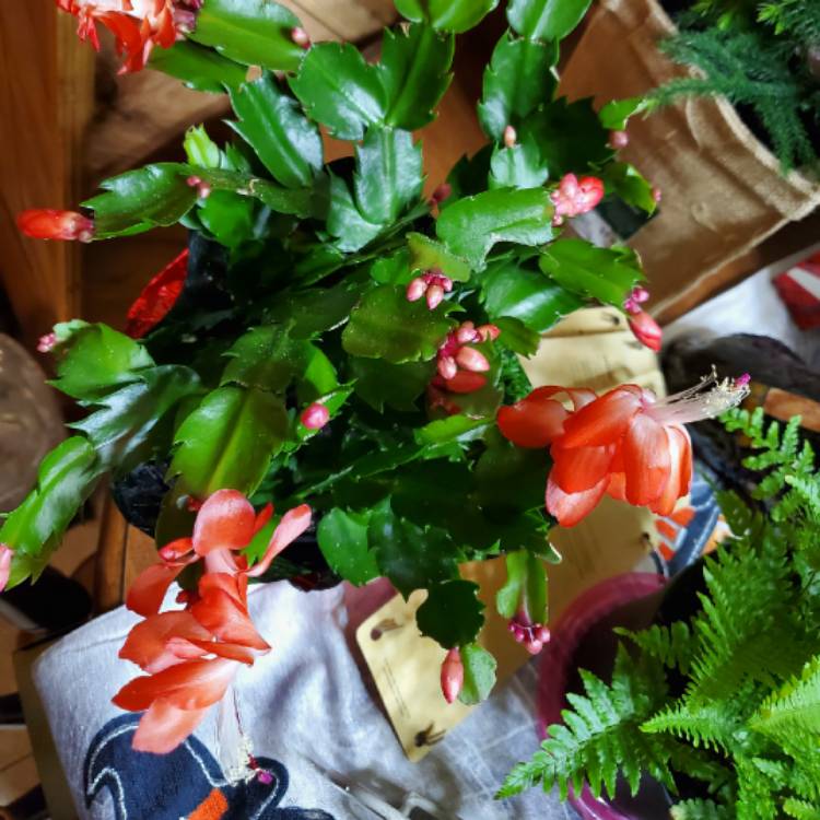 Plant image Schlumbergera truncata Rio Brazil