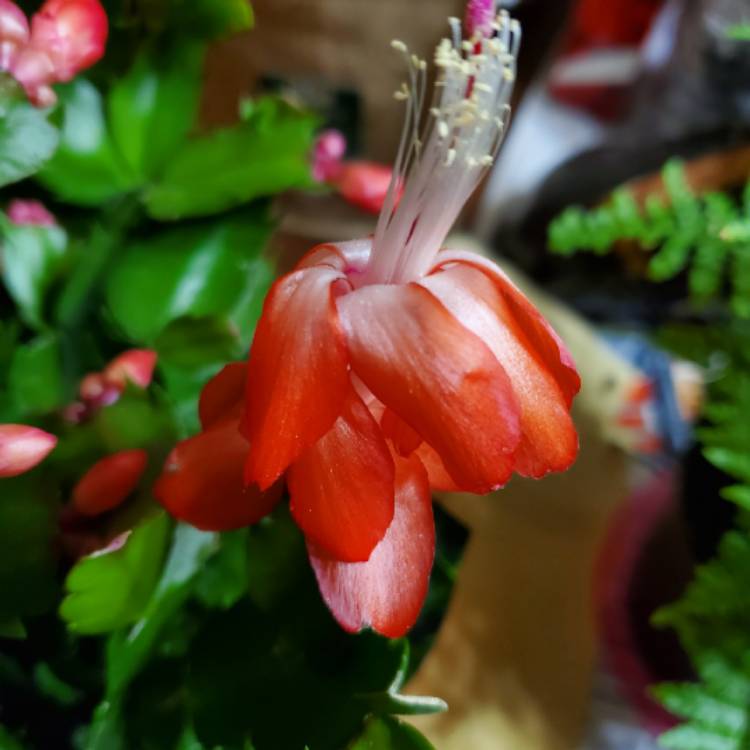 Plant image Schlumbergera truncata Rio Brazil