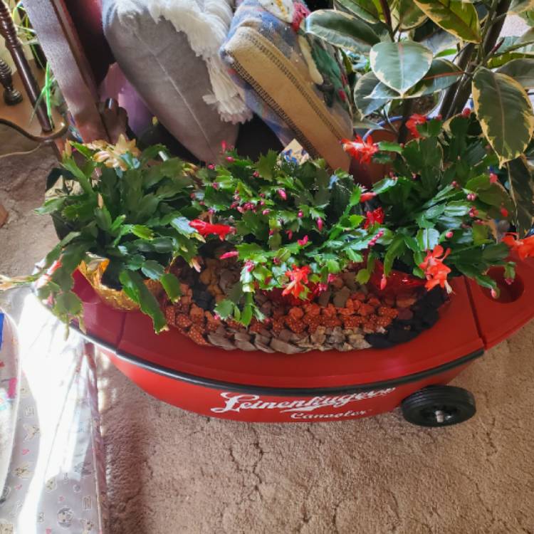 plant image 1417248