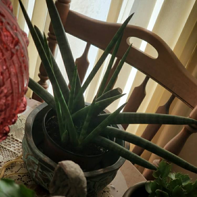 Plant image Sansevieria cylindrica