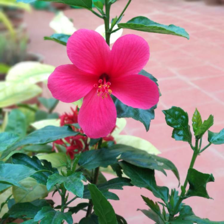 plant image 801300