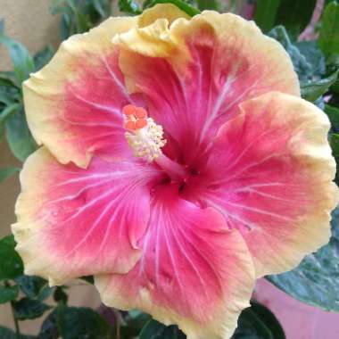 Hibiscus rosa-sinensis 'June's Joy'