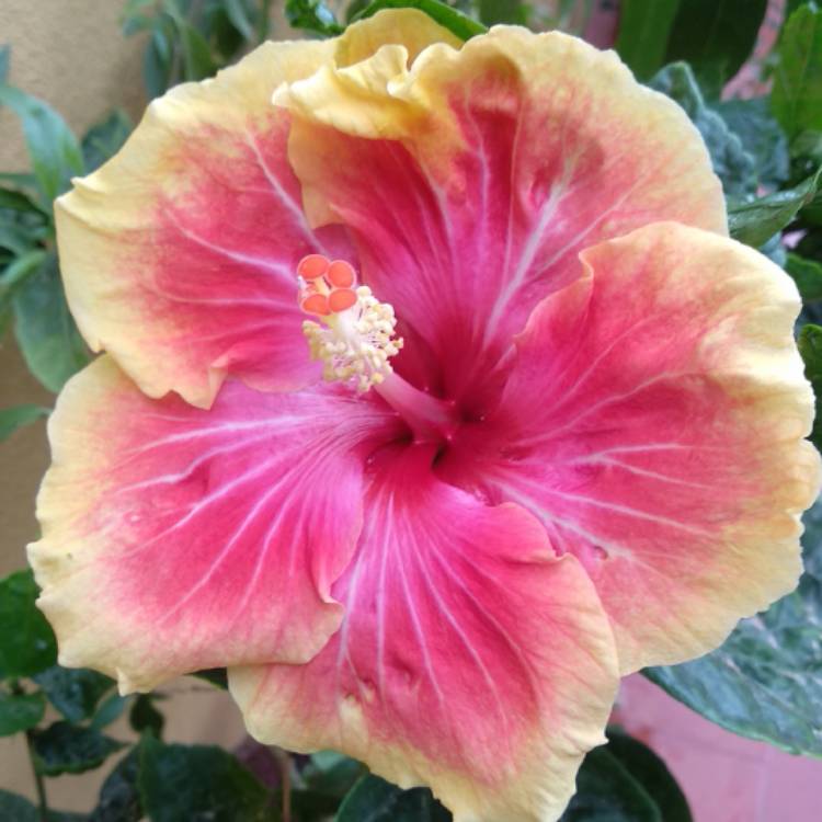 plant image 803857