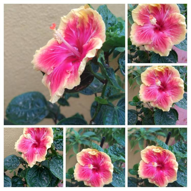 Plant image Hibiscus rosa-sinensis 'June's Joy'