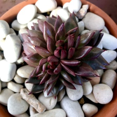 Echeveria Agavoides Romeo Cristata