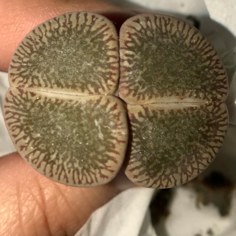 plant image 1004350