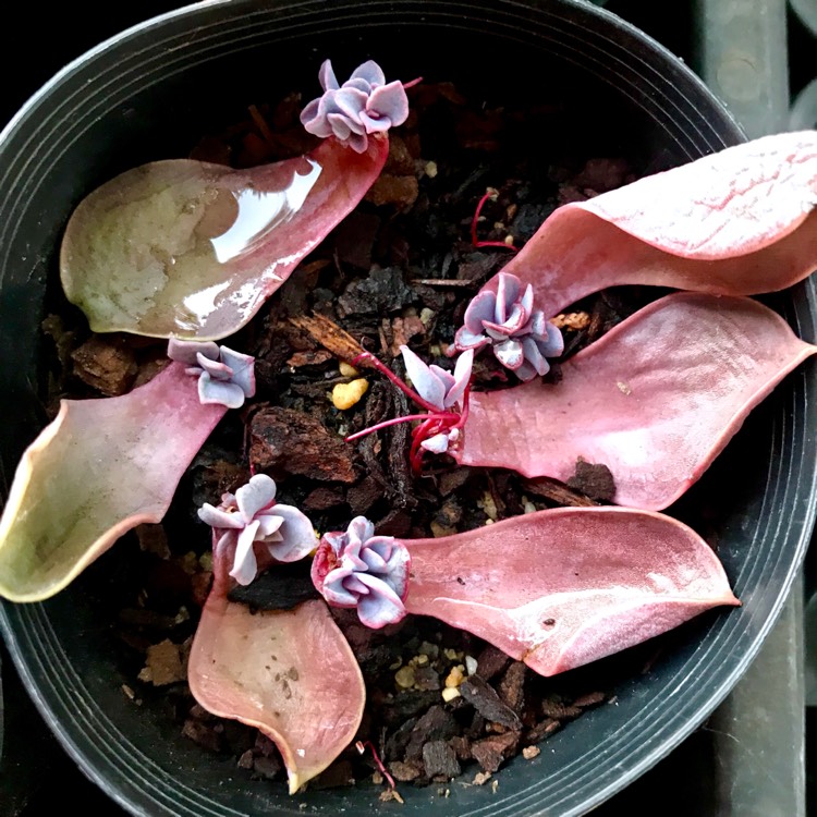 plant image 1004352