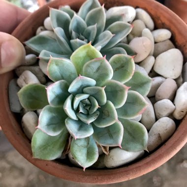 Echeveria Alfred