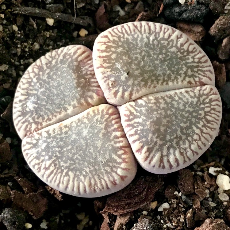 plant image 1005812