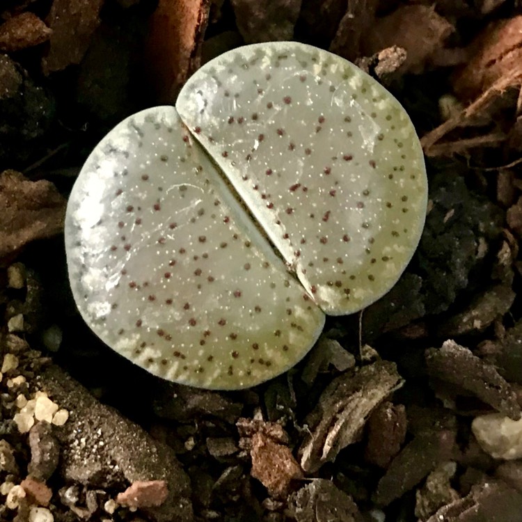 plant image 1005871