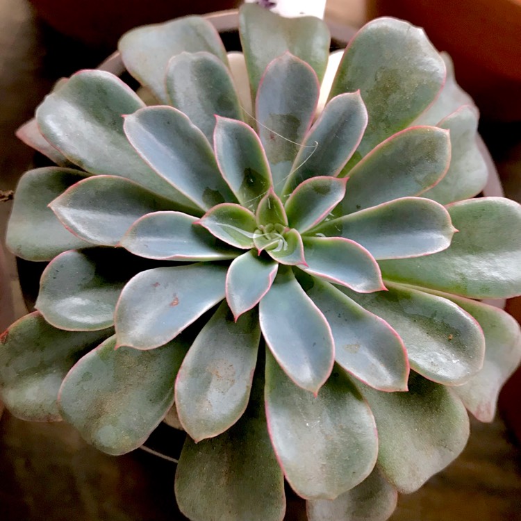 plant image 1005986 plant image 1005986