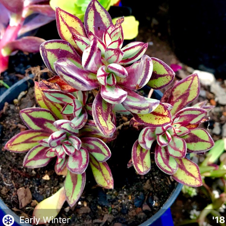 plant image 1006076 plant image 1006076