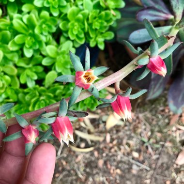 Echeveria Nodulosa