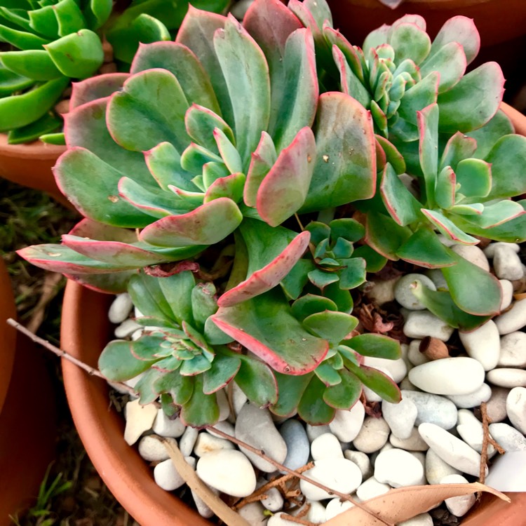 plant image 1006410 plant image 1006410