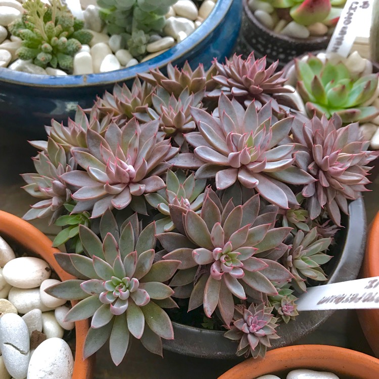 plant image 1006424 plant image 1006424