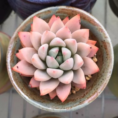 Echeveria Yeomiwol