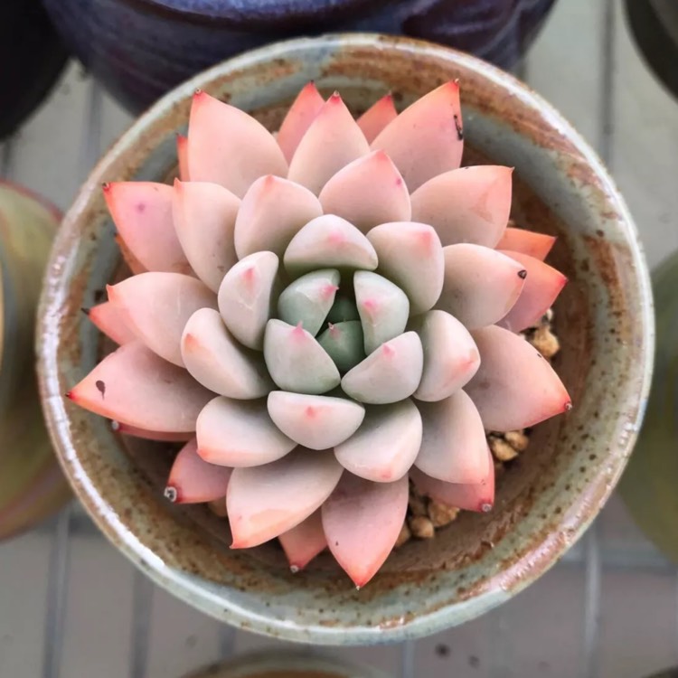 Plant image Echeveria Yeomiwol