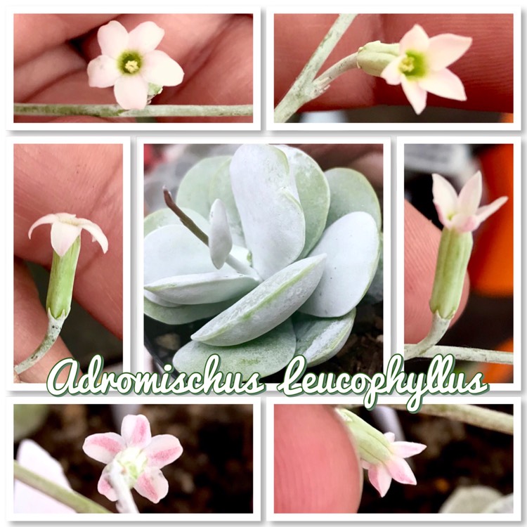 plant image 1007559 plant image 1007559