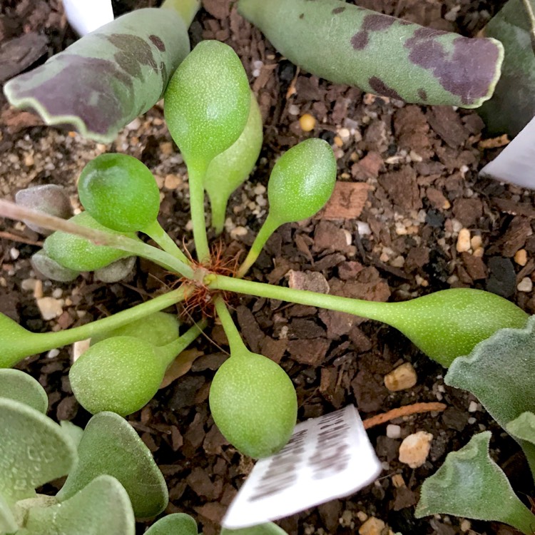 plant image 1007599 plant image 1007599