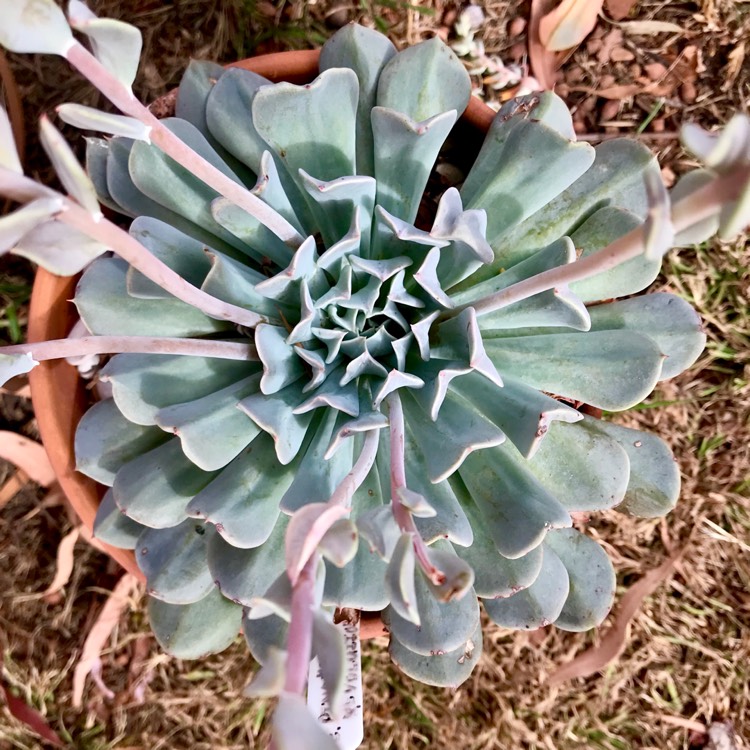 plant image 1007703