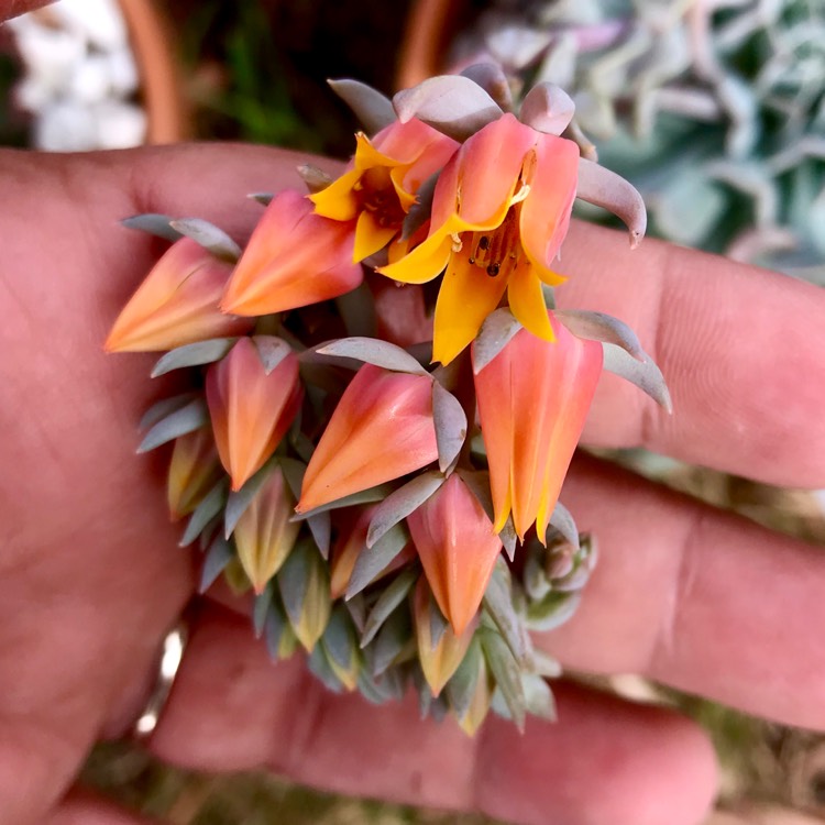 plant image 1007705